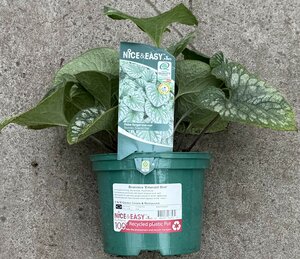 Brunnera 'Emerald Mist' - image 2