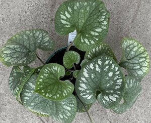 Brunnera 'Emerald Mist'