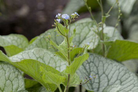 Brunnera Looking Glass