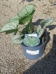 BRUNNERA M. JACK FROST