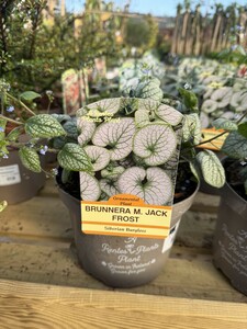 BRUNNERA M. JACK FROST