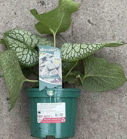 Brunnera m. 'Jack of Diamonds' - image 2