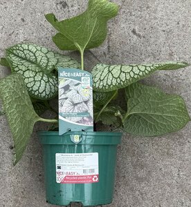 Brunnera m. 'Jack of Diamonds' - image 2