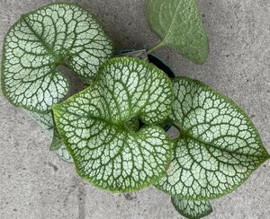Brunnera m. 'Jack of Diamonds'