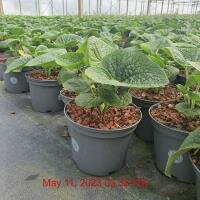 BRUNNERA mac. Betty Bowring