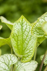 Brunnera mac. 'Hadspen Cream'