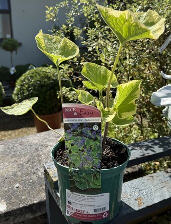 Brunnera mac. 'Hadspen Cream'
