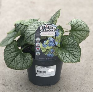 BRUNNERA mac. Jack Frost - image 2