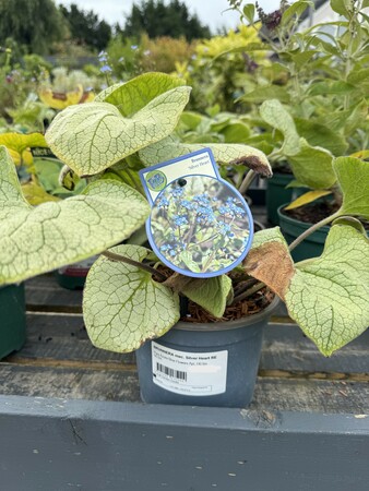 BRUNNERA mac. Silver Heart RE
