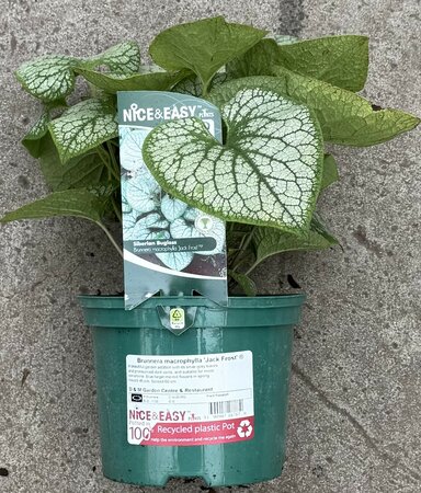 Brunnera macrophylla 'Jack Frost' ®