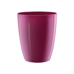 brussels diamond orchid high 12,5cm