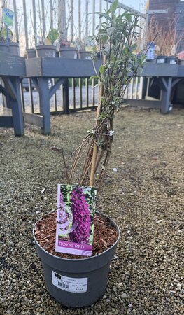 BUDDELIA DAVIDII ROYAL RED