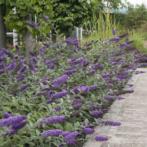 BUDDLEIA BLUE CHIP