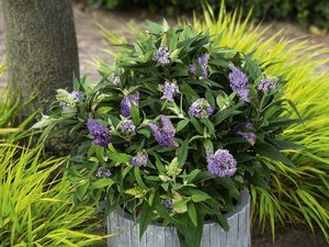 BUDDLEIA BLUE SARAH