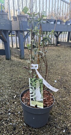 BUDDLEIA DAVIDII WHITE PROFUSION