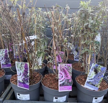 BUDDLEIA IN VARIETIES