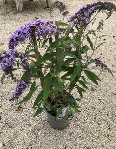 BUDDLEIA IN VARIETIES Butterfly Bush - image 1