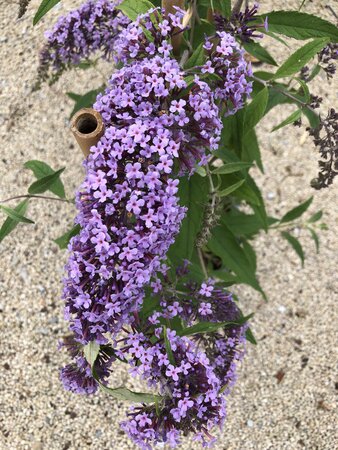 BUDDLEIA IN VARIETIES Butterfly Bush - image 2