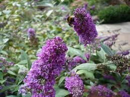 Buddleia Lilac Turtel