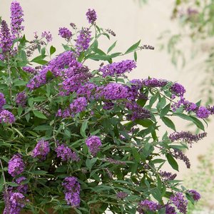 BUDDLEIA PURPLE LION