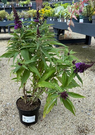 Buddleja Butterfly Candy 'Little Purple' - image 2