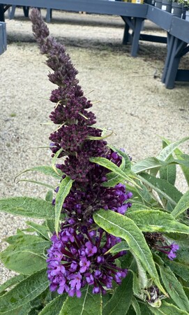 Buddleja Butterfly Candy 'Little Purple' - image 1