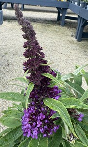 Buddleja Butterfly Candy 'Little Purple' - image 1