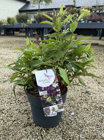Buddleja davidii 'Butterfly Candy'® Trio