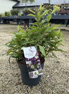 Buddleja davidii 'Butterfly Candy'® Trio