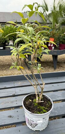 Buddleja mix