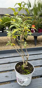Buddleja mix
