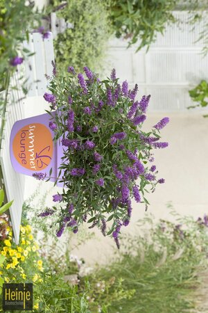 Buddleja 'Summer Lounge'® purple