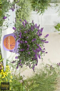 Buddleja 'Summer Lounge'® purple