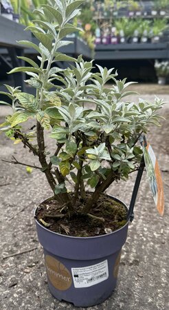 Buddleja 'Summer Lounge'® weiß (White Swan)
