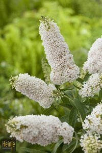 Buddleja 'Summer Lounge'® weiß (White Swan)
