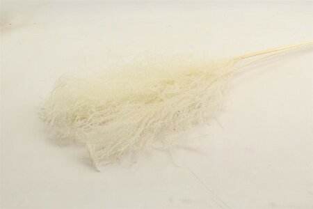 Bunch Grass  5 Pcs Slv L110