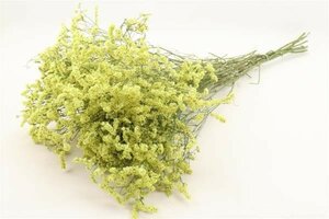 Bunch Limonium Diamond Sleeved L-60 - image 1