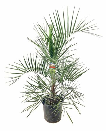 Butia capitata P40