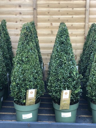 Buxus 50-60 CM PYR