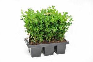 Buxus 6 pack