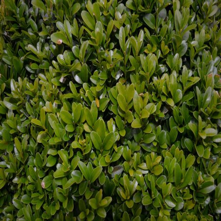 Buxus Semp.