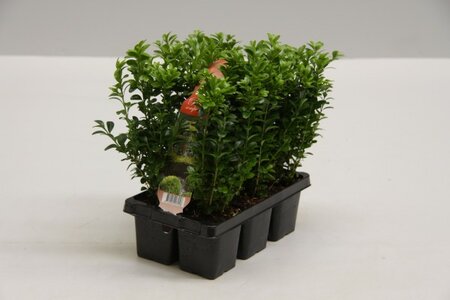 Buxus  semp.6pack