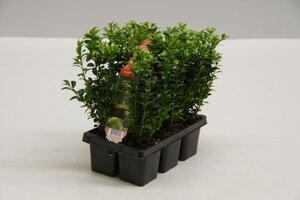 Buxus  semp.6pack