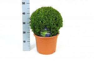 Buxus semp.ball