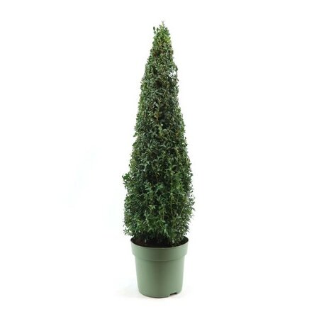 Buxus semp Pyramid 60/70 cm