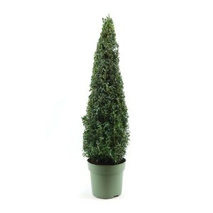 Buxus semp Pyramid 60/70 cm