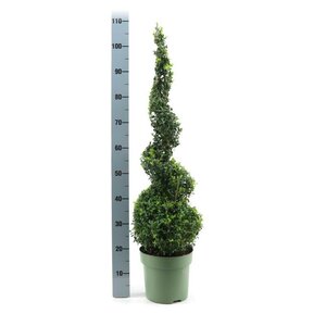 Buxus semp.spiral