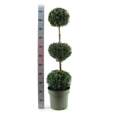 Buxus semp.triocrown