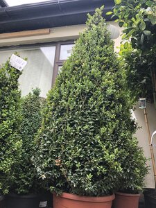 BUXUS sempervirens 1,25 cone 20L - image 1