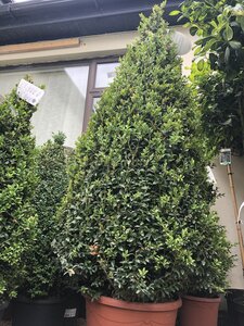 BUXUS sempervirens 1,25 cone 20L - image 2